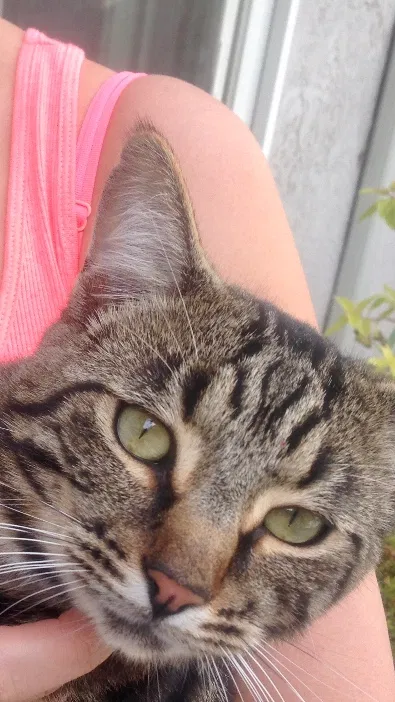 Lost cat in Pleasant Hill, CA, 94523