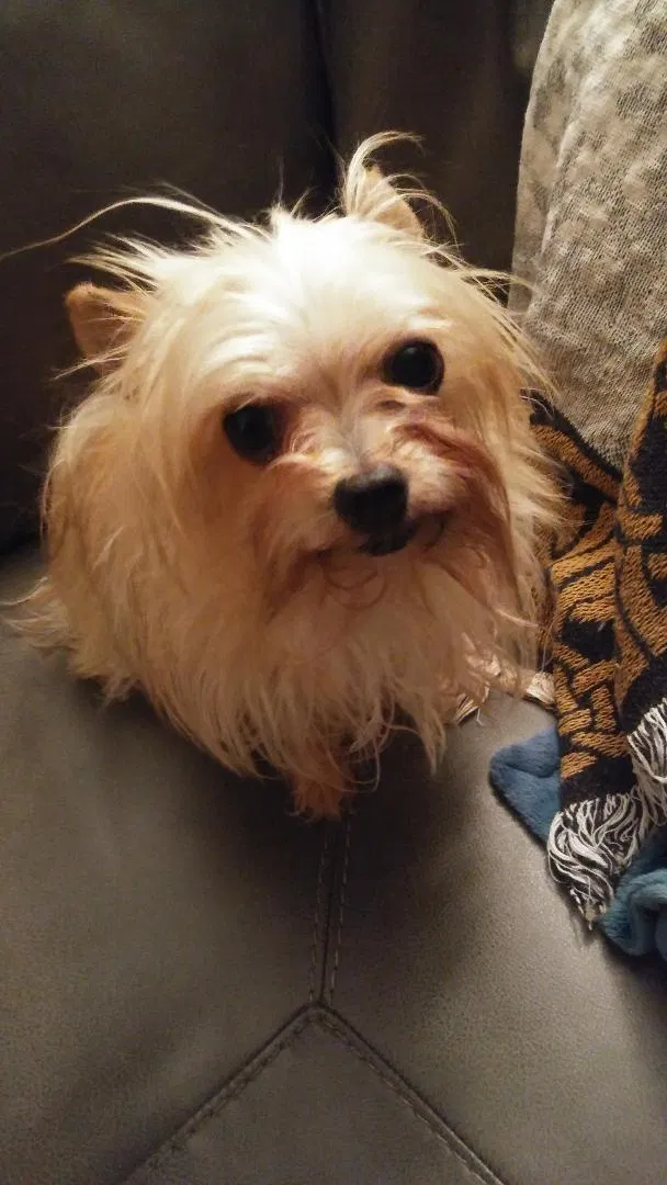 Lost dog in Toledo, OH, 43612