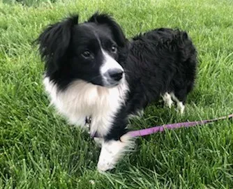 Lost dog in Republic, MO, 65738