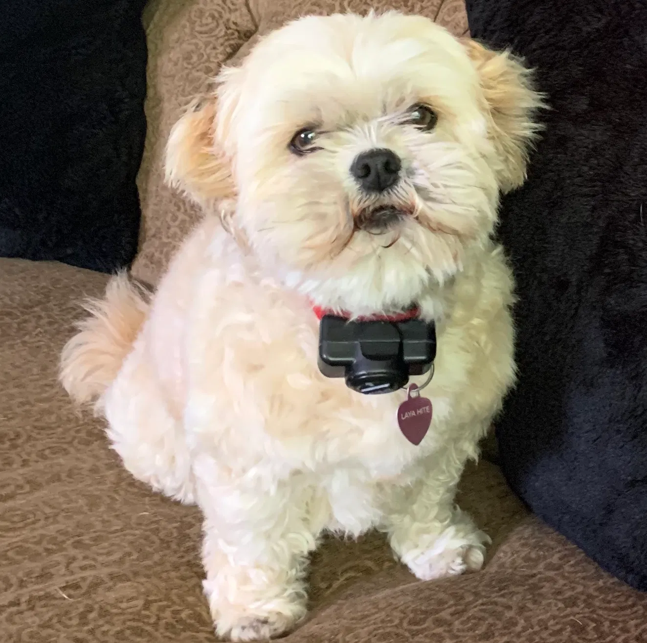 Missing Dog