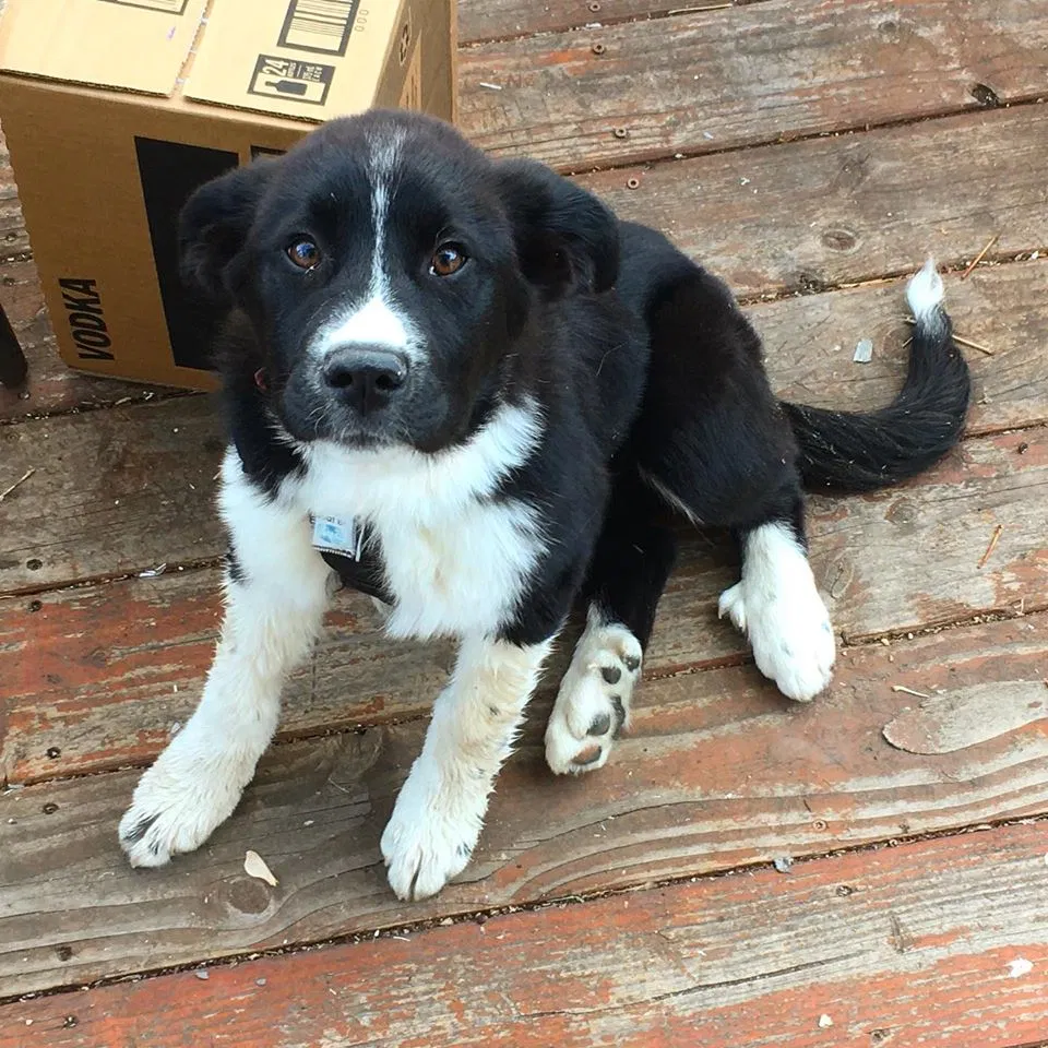 Lost dog in Denver, CO, 80219