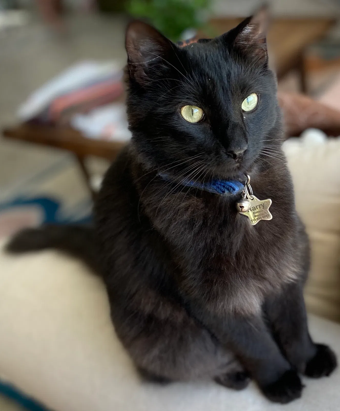 Lost cat in Hutto, TX, 78634