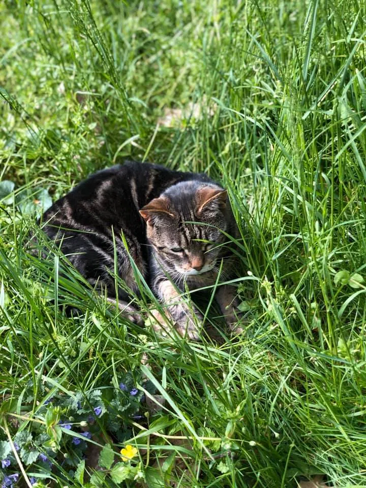 Lost cat in Arden, NC, 28704