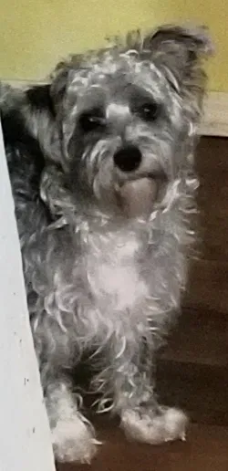 Lost dog in Marionville, MO, 65705