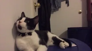 Lost cat in Sanford, NC, 27332