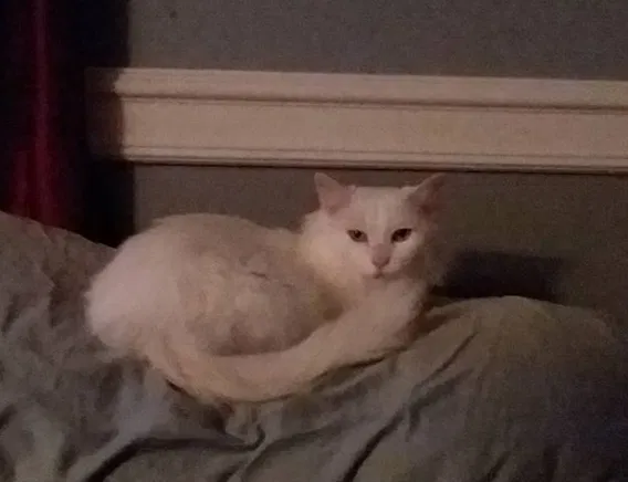 Lost cat in Bristolville, OH, 44402