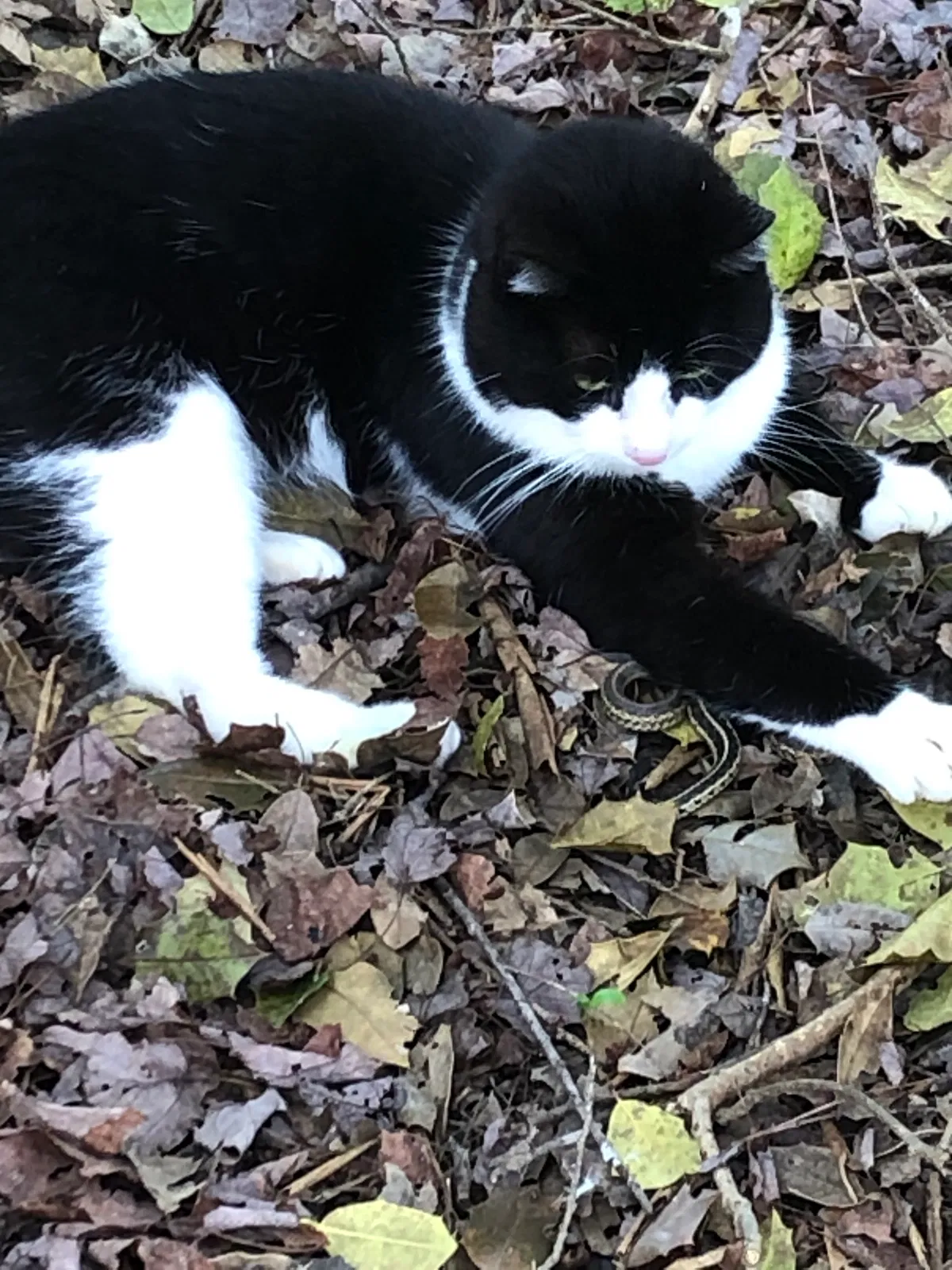 Lost cat in Rustburg, VA, 24588