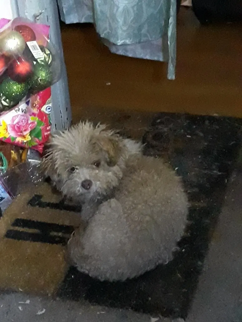 Lost dog in Emeryville, CA, 94608