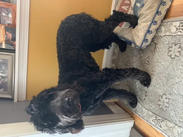 Lost dog in Cleveland, OH, 44121
