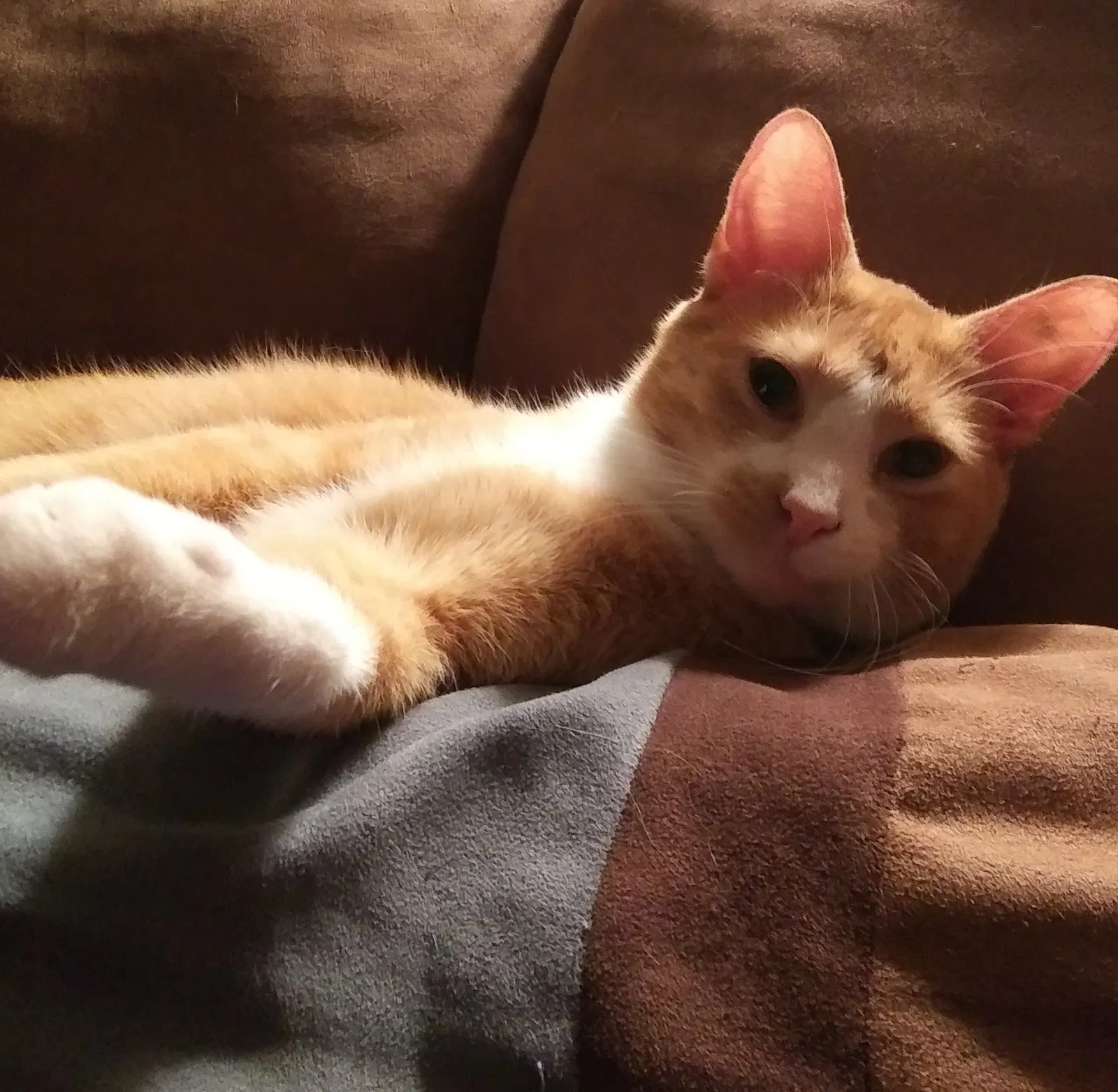 Lost cat in Convoy, OH, 45832