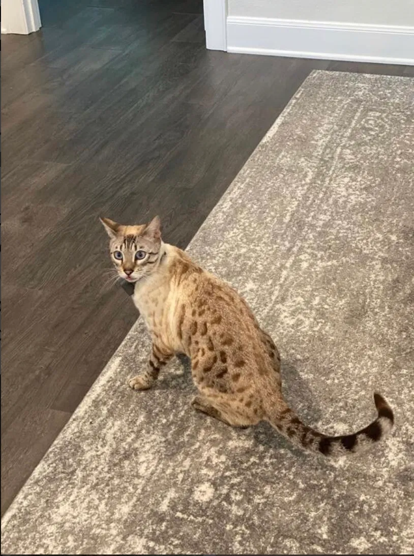 Lost cat in Tyler, TX, 75703
