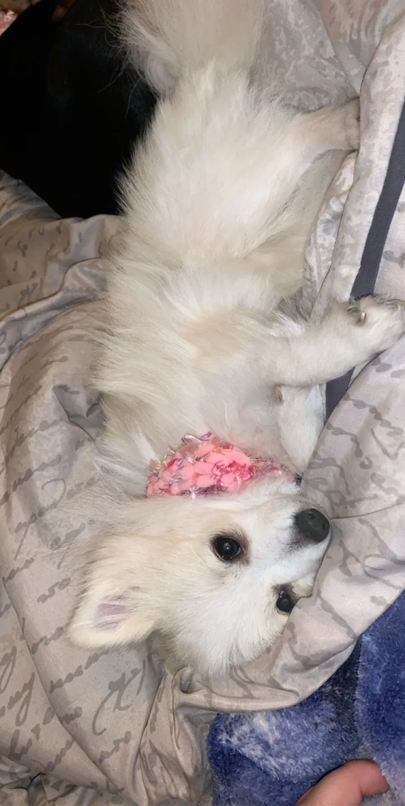 Lost dog in Tucson, AZ, 85756