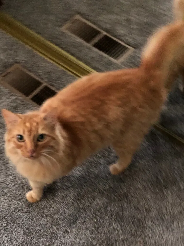 Lost cat in Port Orchard, WA, 98366