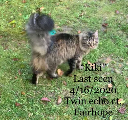 Lost cat in Fairhope, AL, 36532