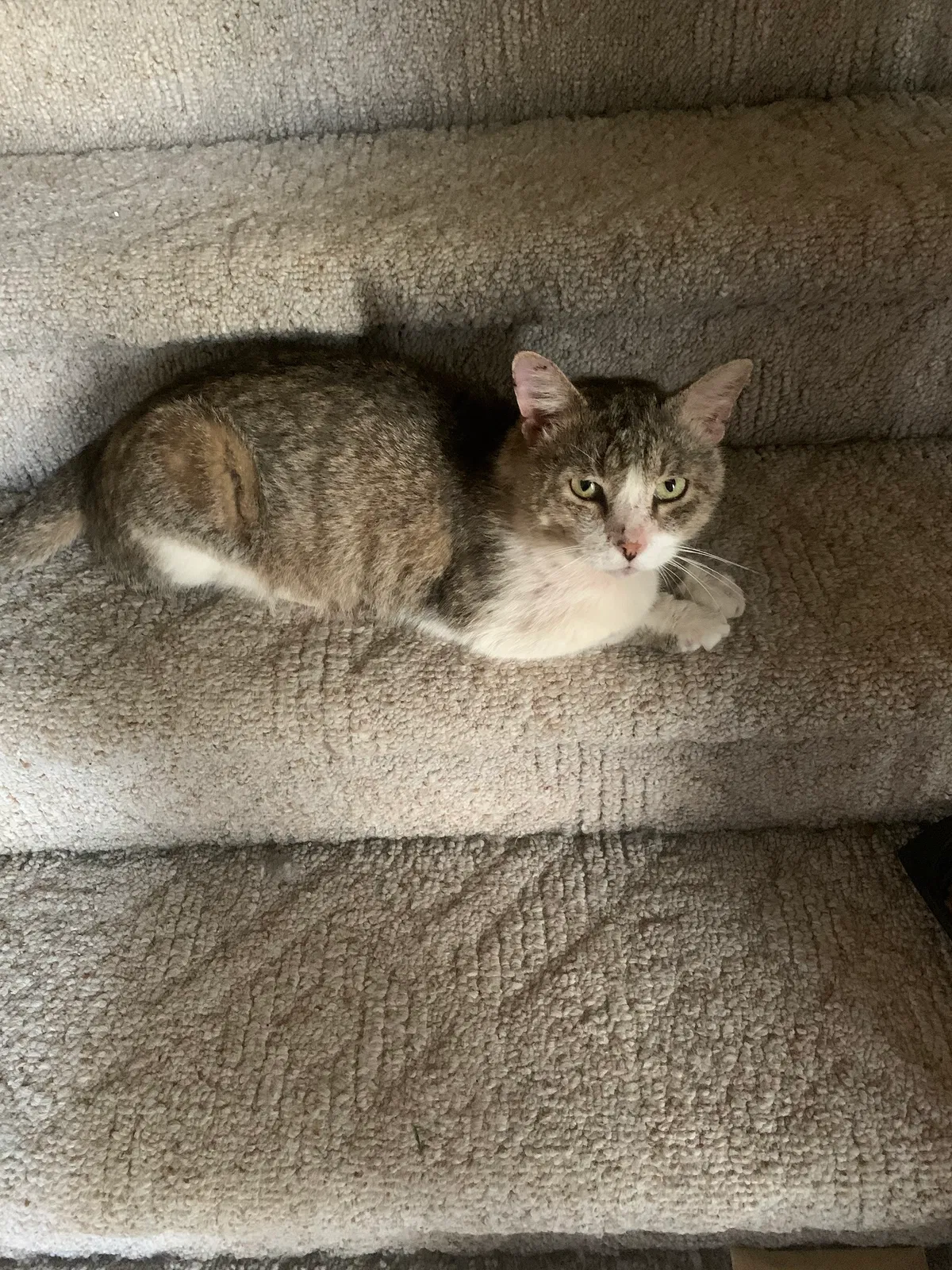 Lost cat in Clarksville, TN, 37043