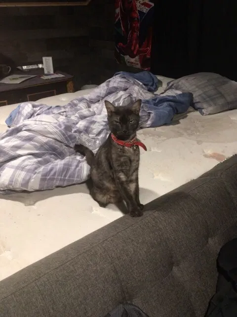 Lost cat in East Syracuse, NY, 13057