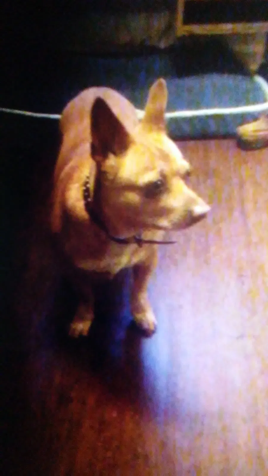 Lost dog in Lavaca, AR, 72941