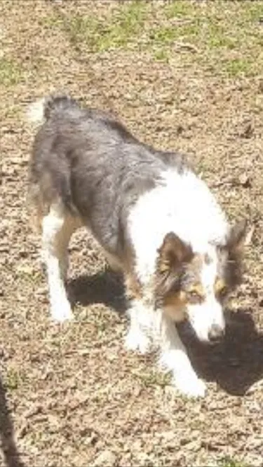 Lost dog in Springfield, MO, 65809