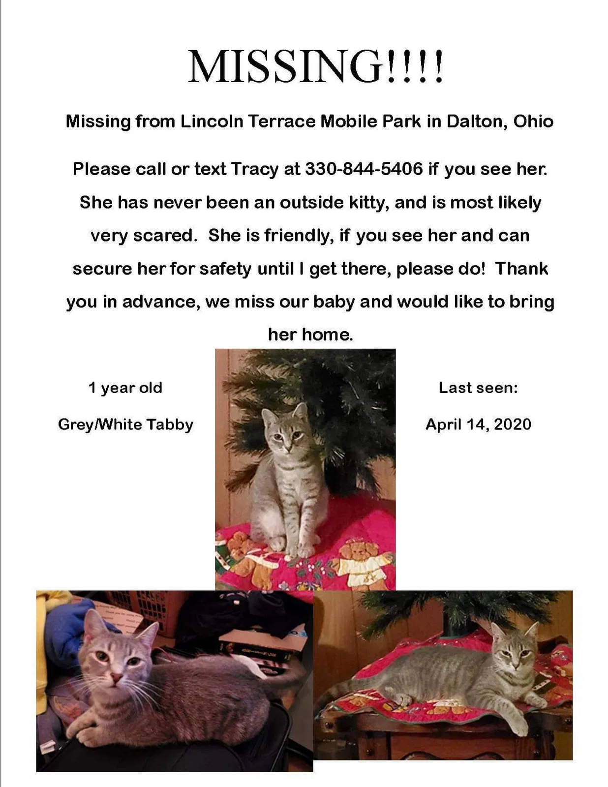 Lost cat in Dalton, OH, 44618