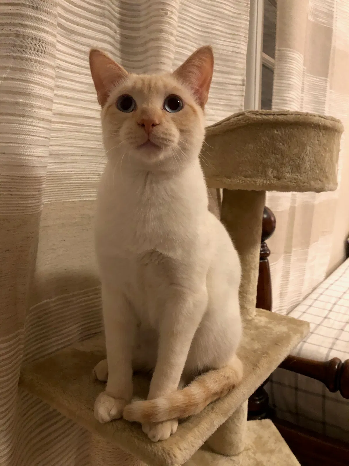 Lost cat in Blacksburg, VA, 24060