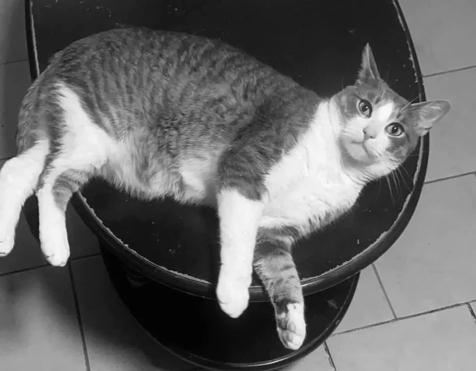 Lost cat in Howard Beach, NY, 11414