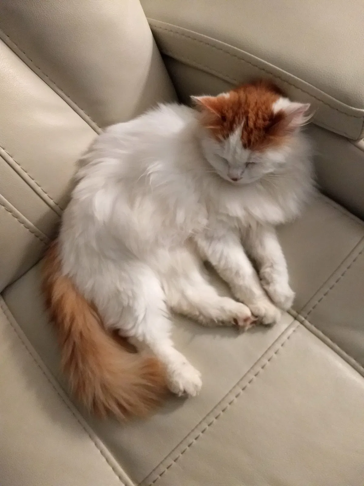 Lost cat in Pensacola, FL, 32514