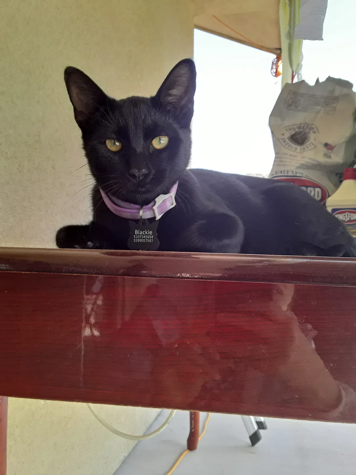 Lost cat in Chowchilla, CA, 93610