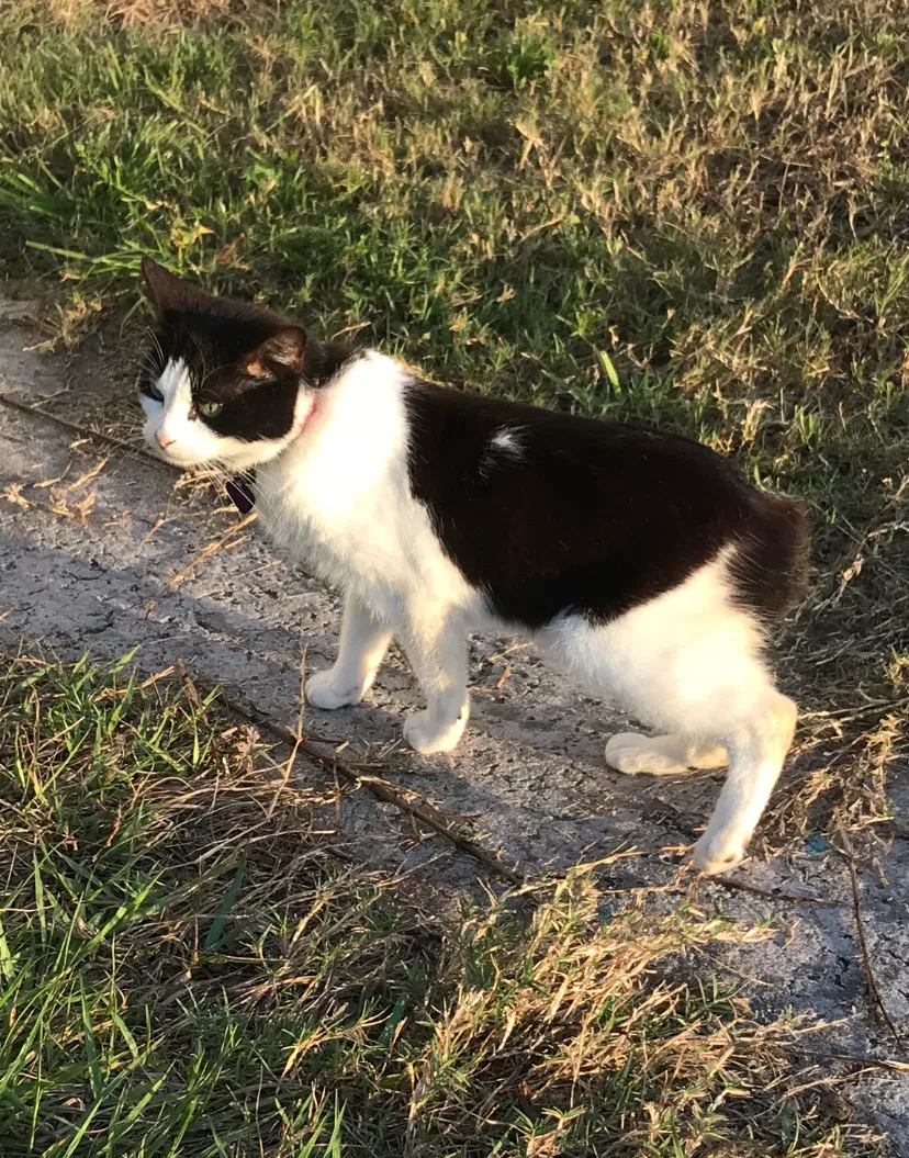 Lost cat in Madison, AL, 35757