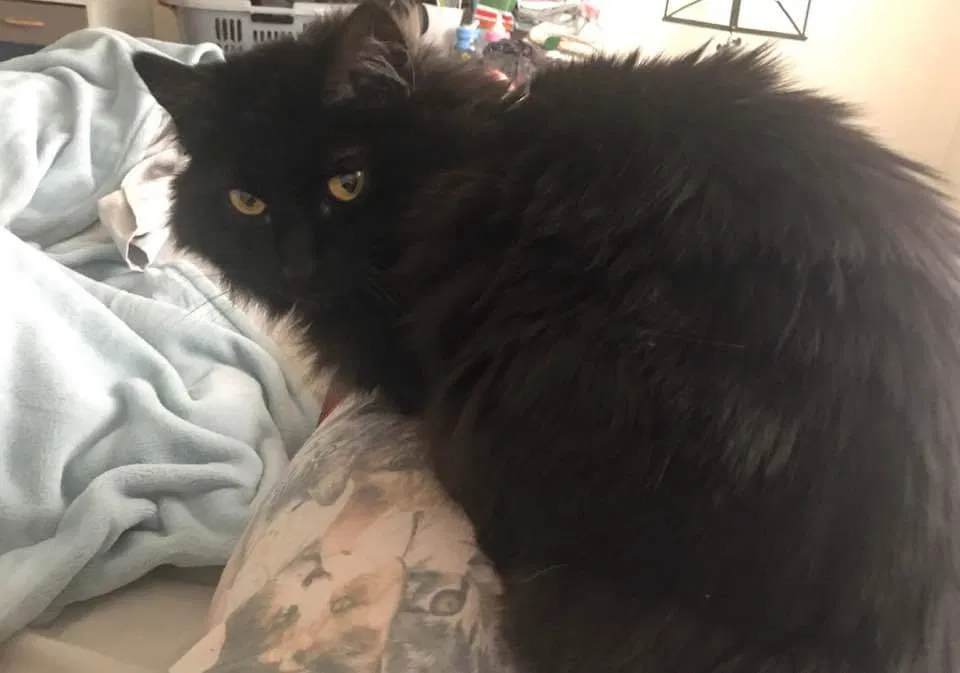 Lost cat in Grand Junction, CO, 81504