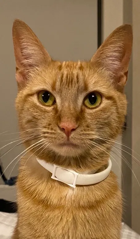Lost cat in Cape Coral, FL, 33909