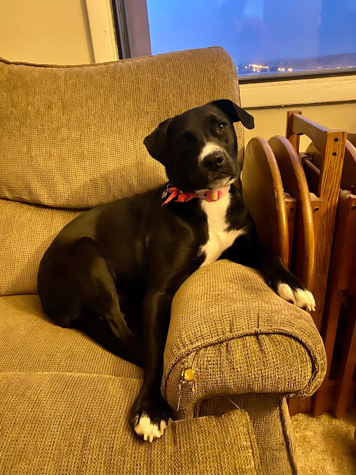 Lost dog in Satellite Beach, FL, 32937