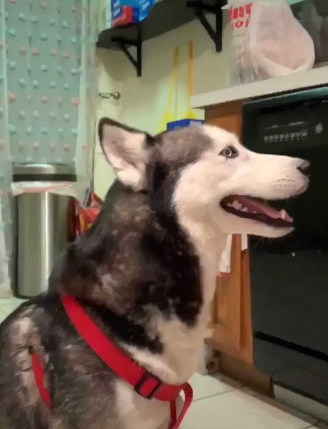 Lost dog in Dallas, TX, 75287