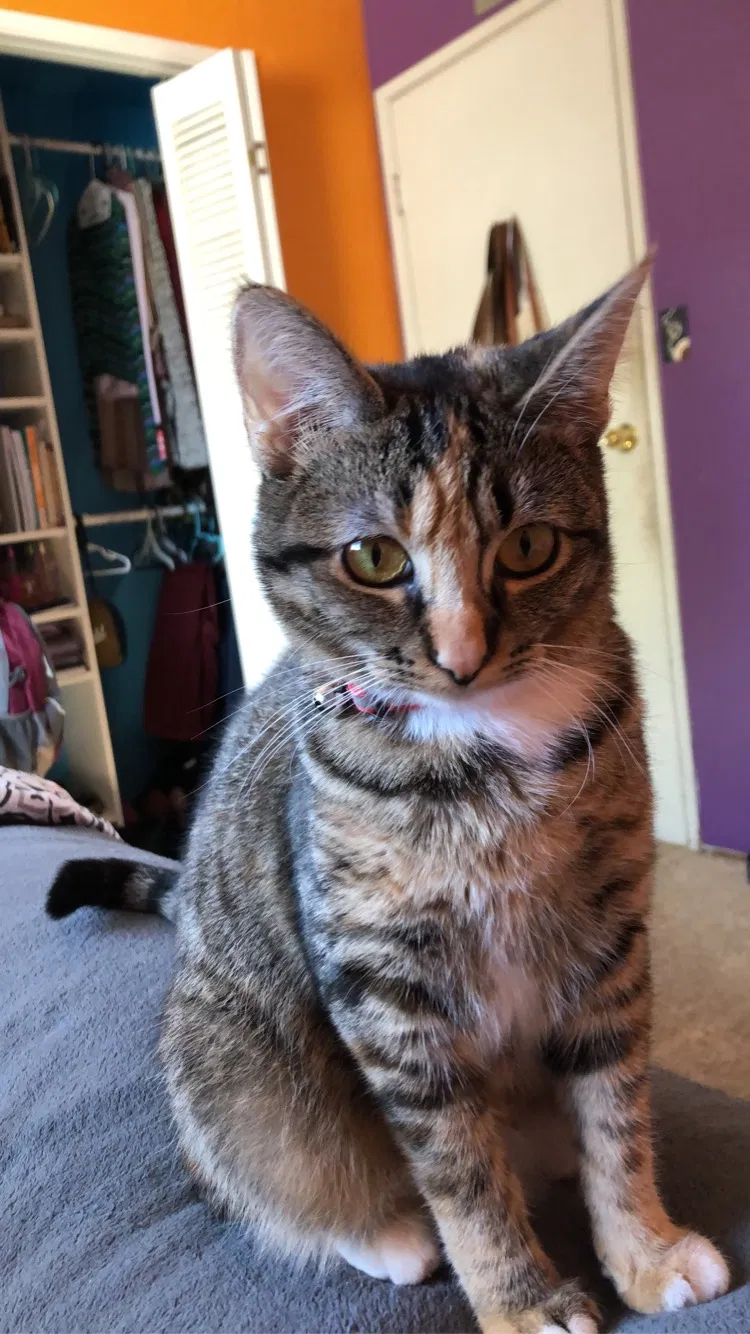 Lost cat in San Diego, CA, 92119