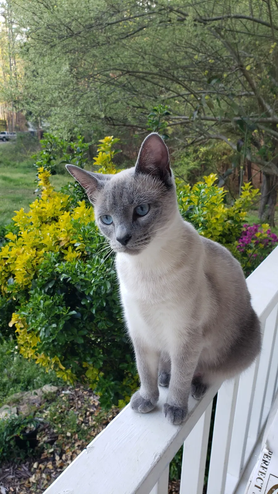 Lost cat in Acworth, GA, 30102