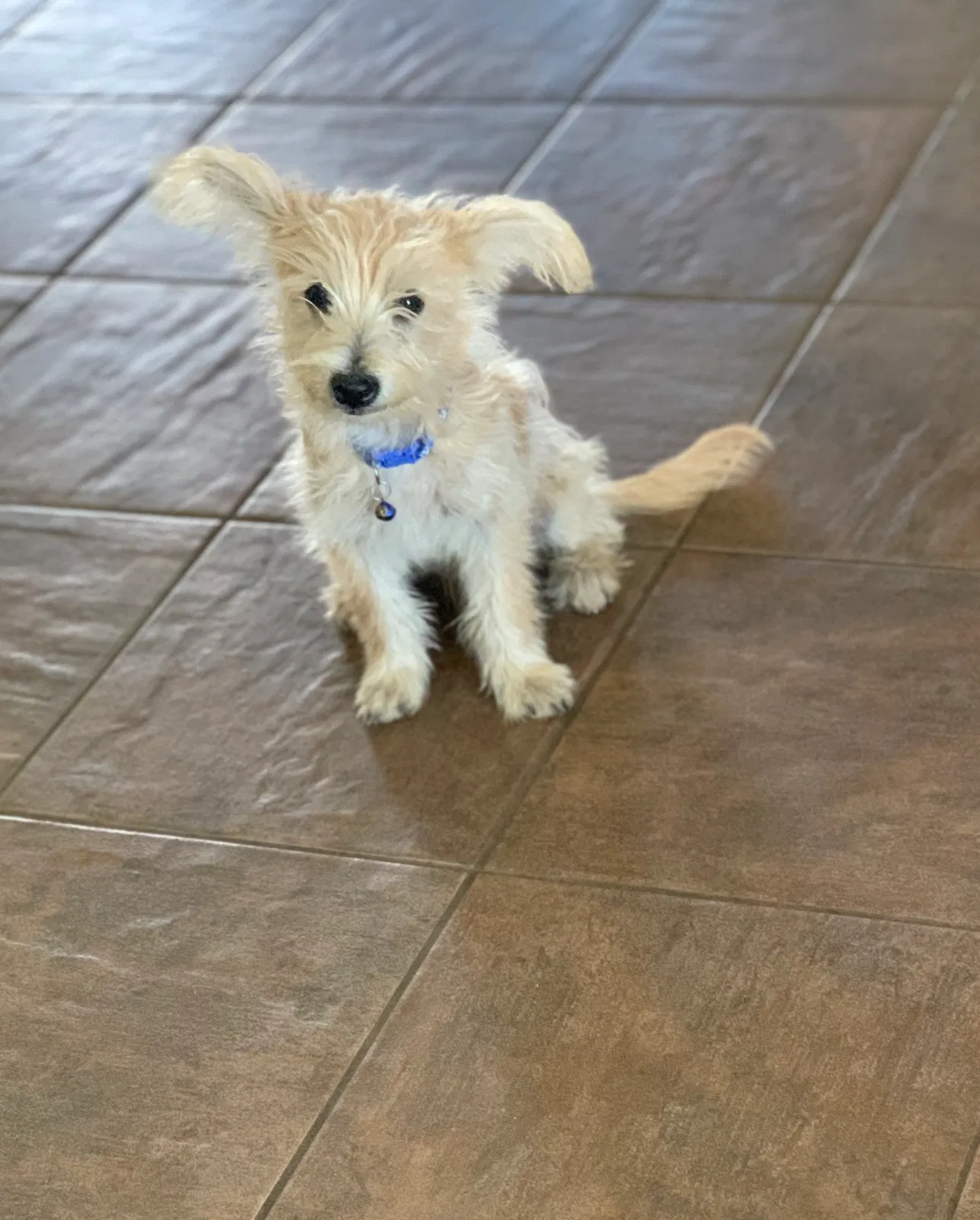 Lost dog in Sun City, CA, 92585