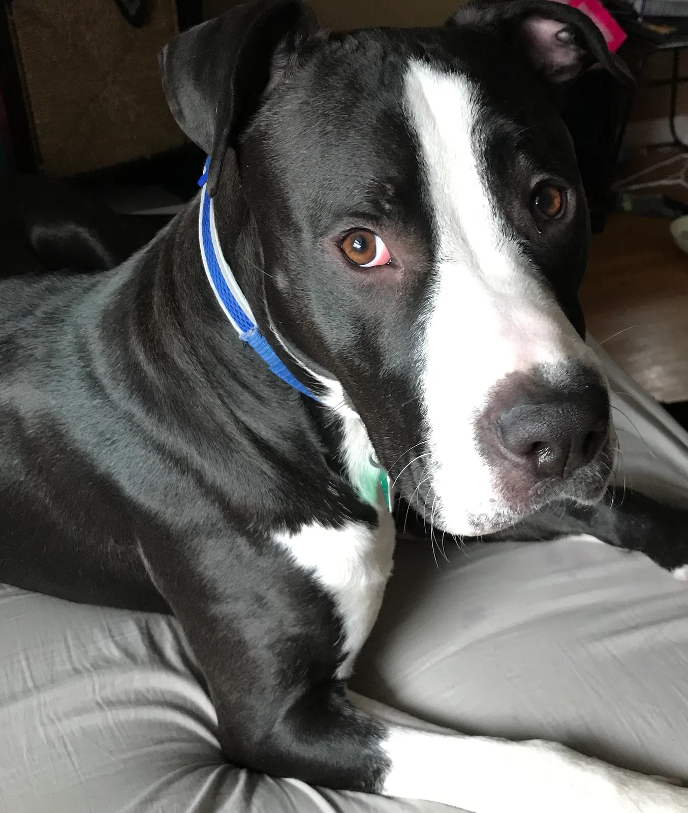 Lost dog in Minneapolis, MN, 55428