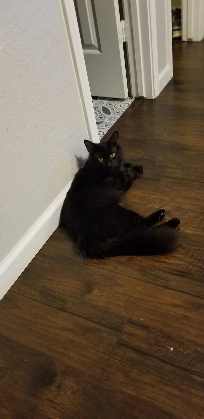 Lost cat in San Antonio, TX, 78247