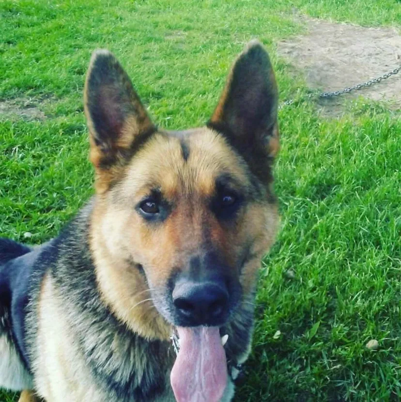 Lost dog in Milwaukee, WI, 53218