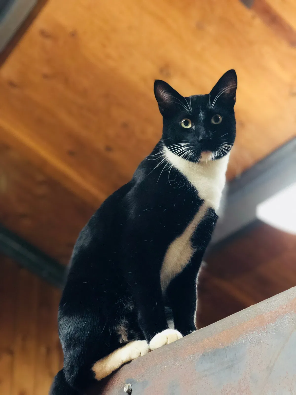 Lost cat in Alpine, CA, 91901