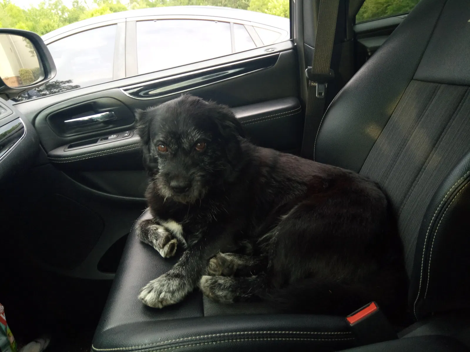 Lost dog in Trussville, AL, 35173