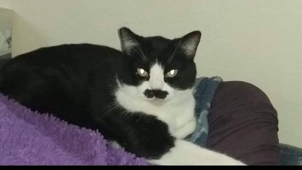 Lost cat in Evansdale, IA, 50707