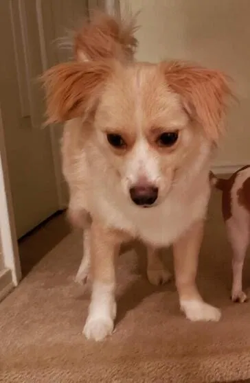 Lost dog in San Antonio, TX, 78245