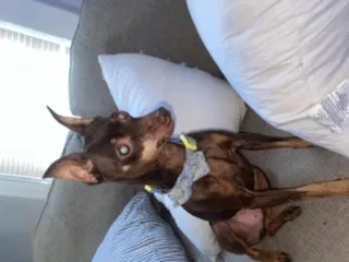 Lost dog in Joliet, IL, 60436