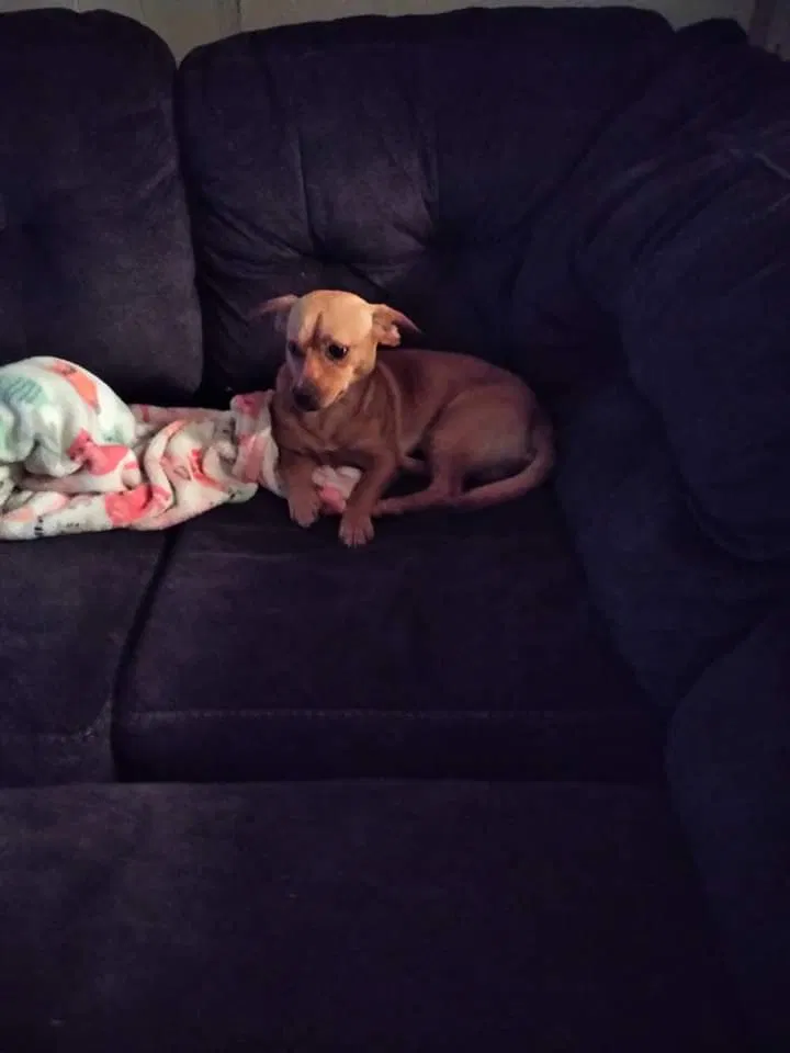 Lost dog in Swansea, SC, 29160