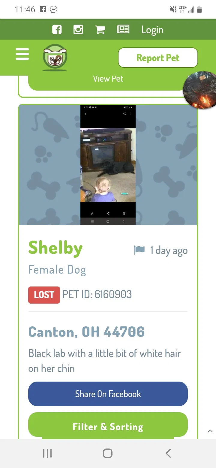 Lost dog in Canton, OH, 44706