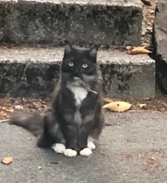 Lost cat in Bothell, WA, 98012