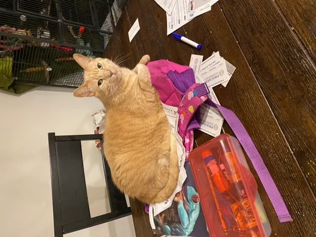 Lost cat in Beverly, NJ, 8010
