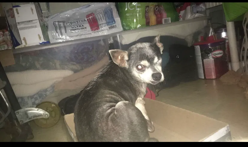 Lost dog in Lafayette, LA, 70506