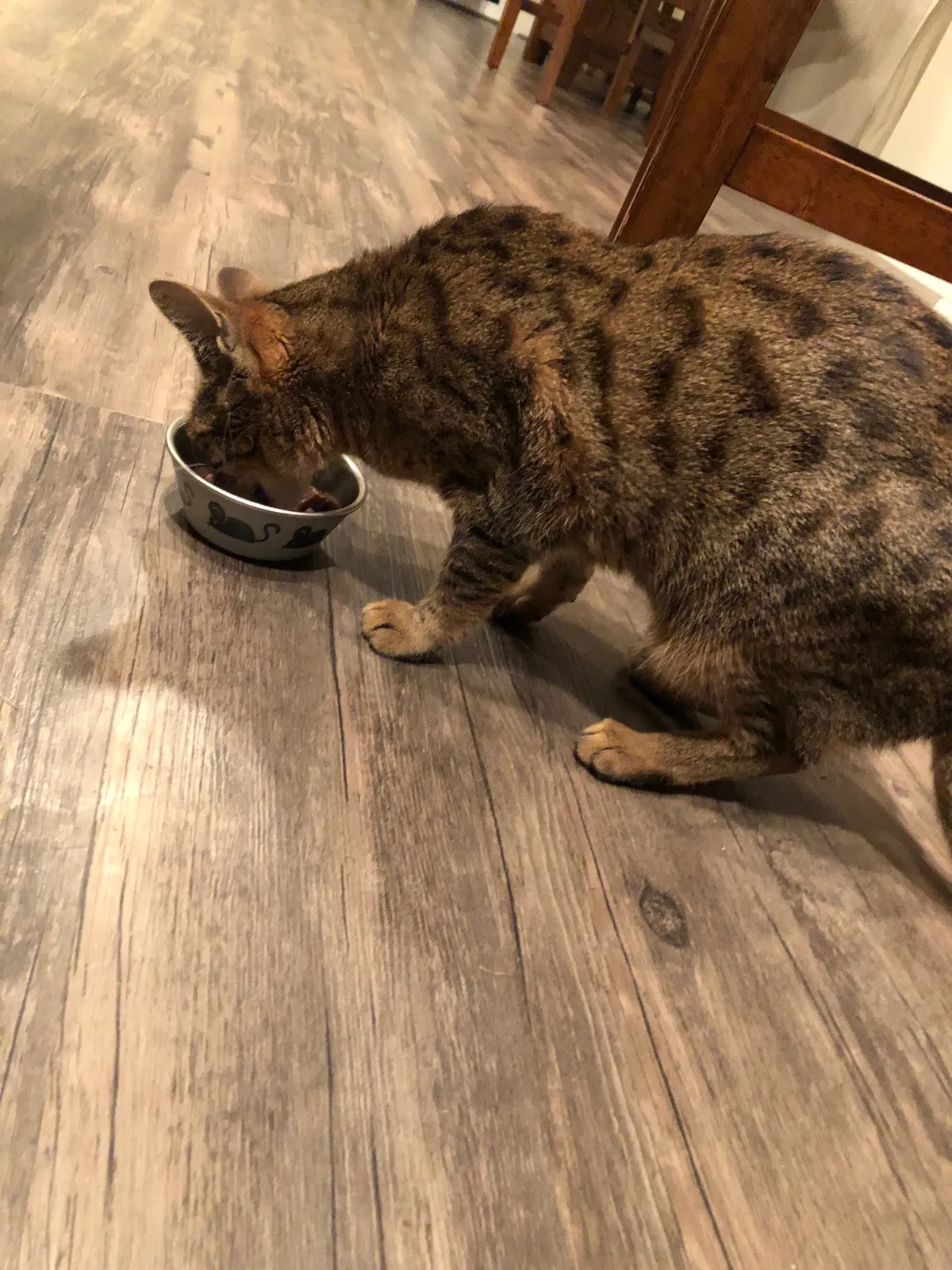 Lost cat in Riverton, UT, 84065