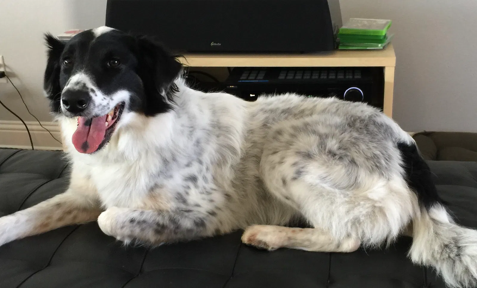 Lost dog in Crowley, TX, 76036